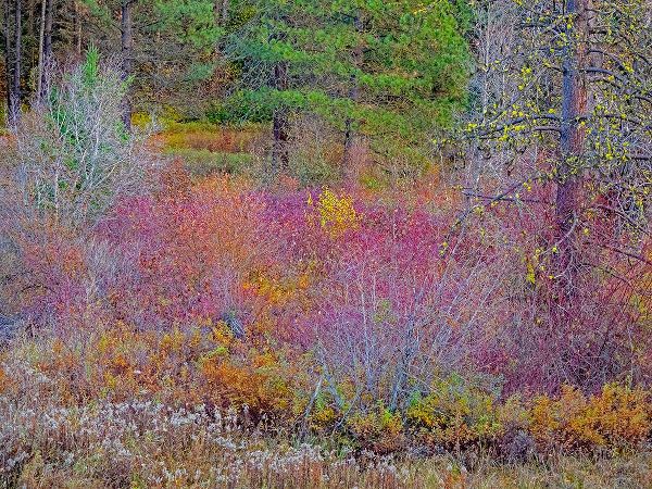 Gulin, Sylvia 아티스트의 USA-Washington State-Swauk Creek just off of Highway 97 with fall colors on Vine Maple작품입니다.